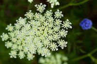 Queen Anne's Lace (25468119510).jpg